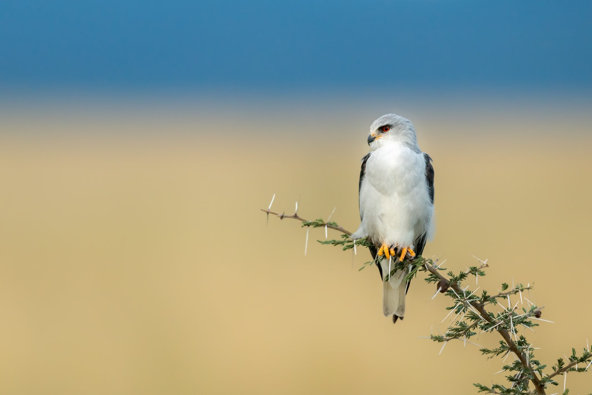 High as a Kite. Wildlife photograph by Nick Dale, finalist in the Shoot The Frame Wildlife photography award, March 2023