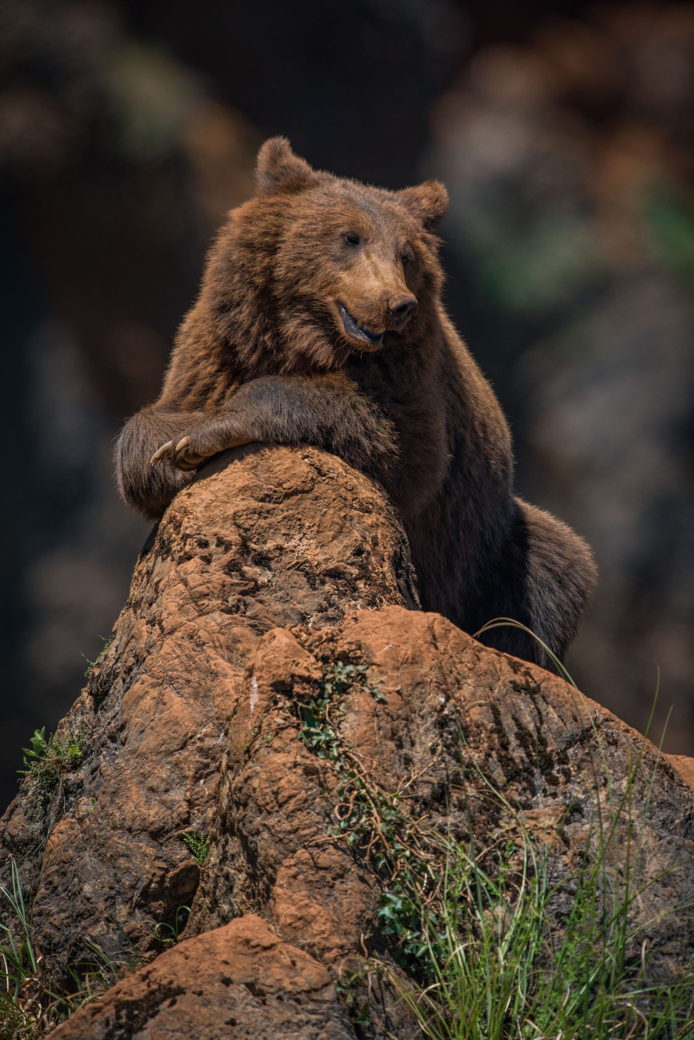 This is Unbearable. Wildlife photograph by Nick Dale, finalist in the Shoot The Frame Wildlife photography award, March 2023