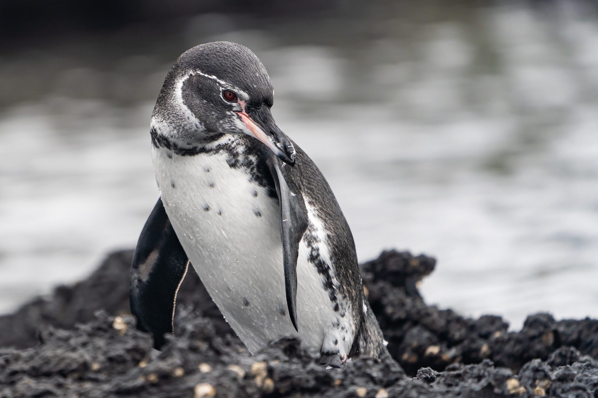 Sweet Galapagos Penguin, Isabela, Puerto Ayora, Ecuador. Wildlife photograph by Sandy Nelson, finalist in the Shoot The Frame Wildlife photography award, March 2023