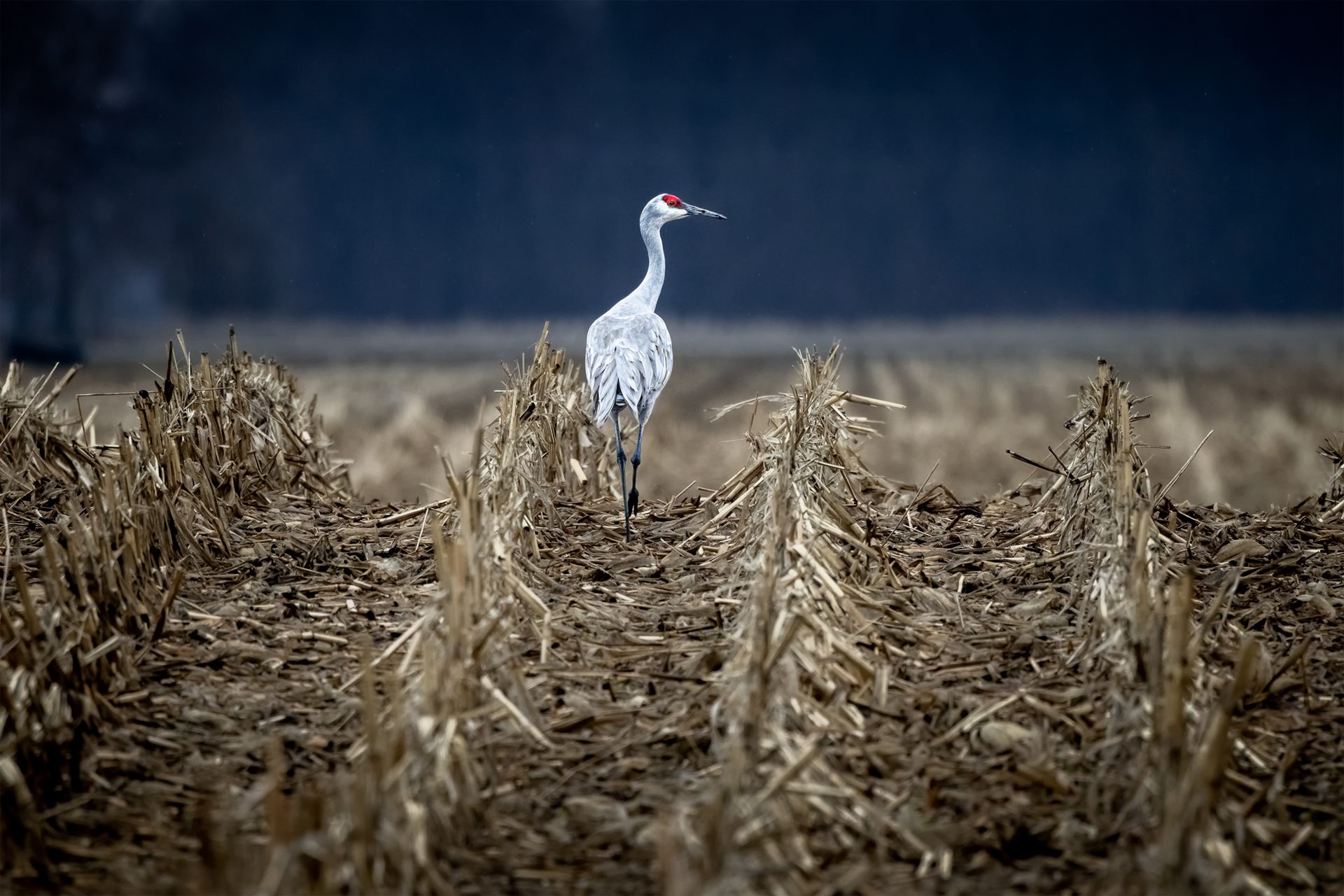 Elegance. Wildlife photograph by Zhenhuan Zhou, finalist in the Shoot The Frame Wildlife photography award, May 2023