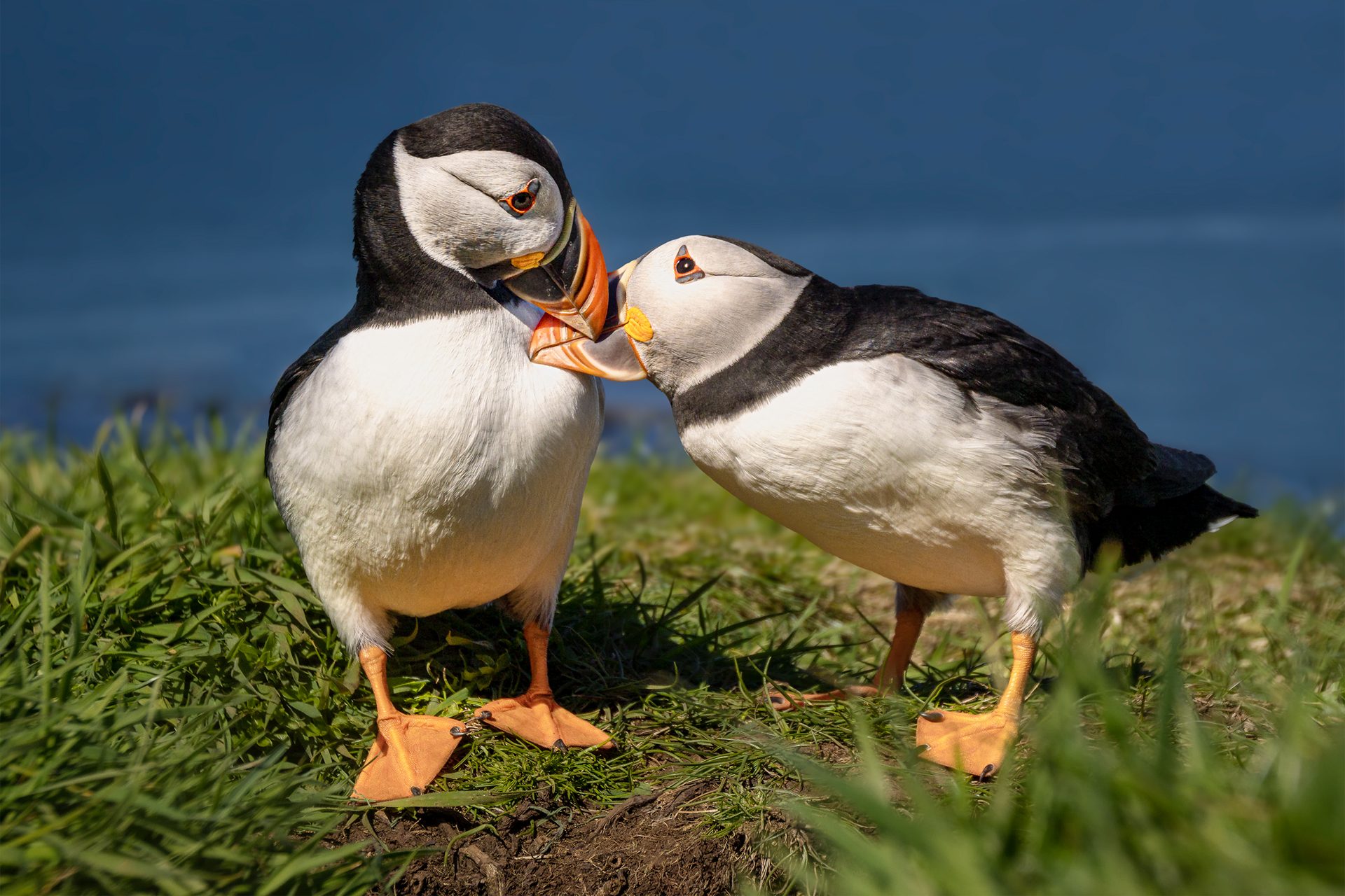 Kiss Me. Wildlife photograph by Zhenhuan Zhou, winner of the Shoot The Frame Wildlife photography award, May 2023