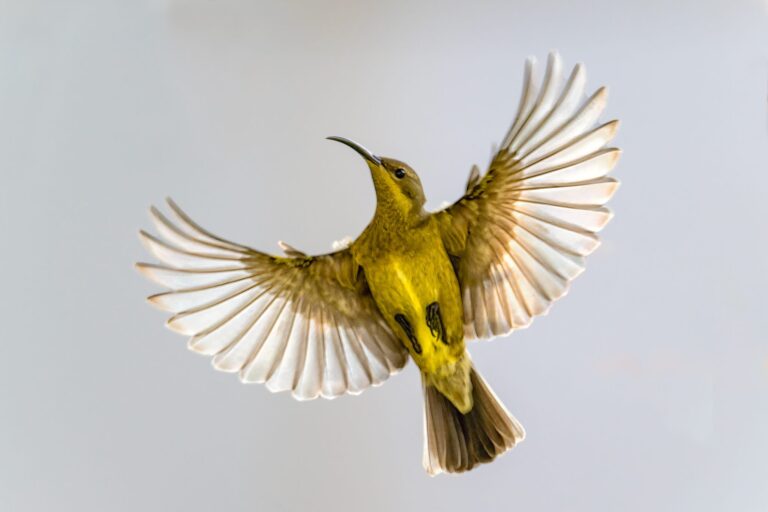 Malachite Sunbird Female, Cape Town, South Africa. Wildlife photograph by Alan Jonker, finalist in the Shoot The Frame Wildlife photography award, June 2023
