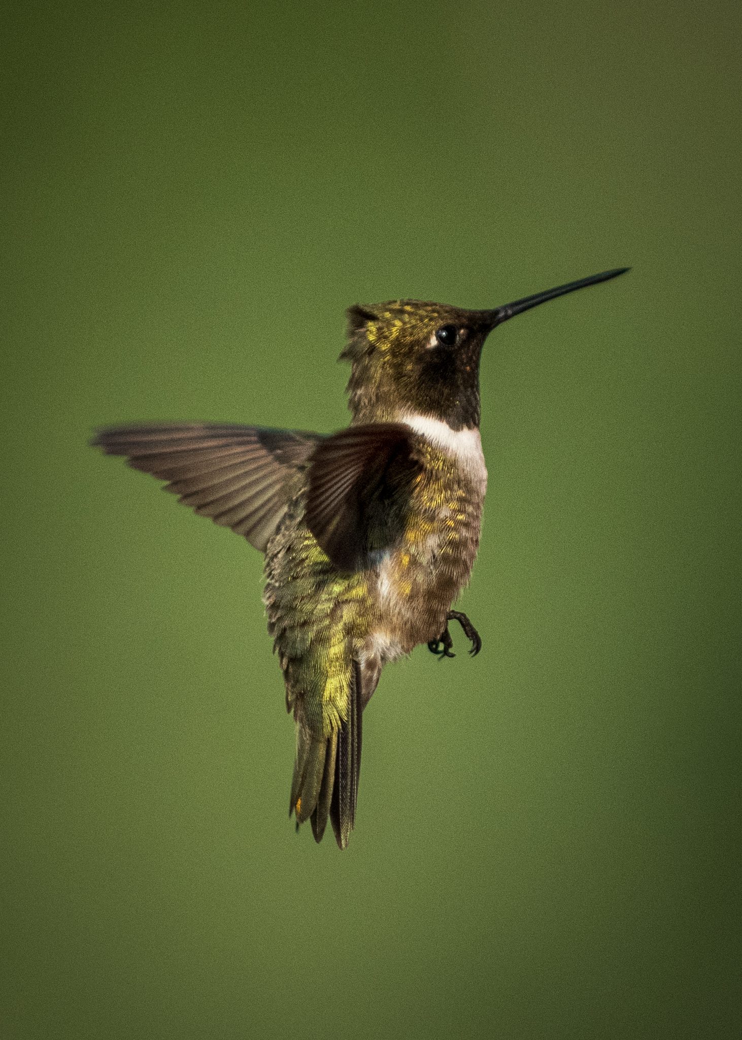 Hummingbird in flight, Golden, BC, Canada. Wildlife photograph by Deana McNeish, finalist in the Shoot The Frame Wildlife photography award, June 2023