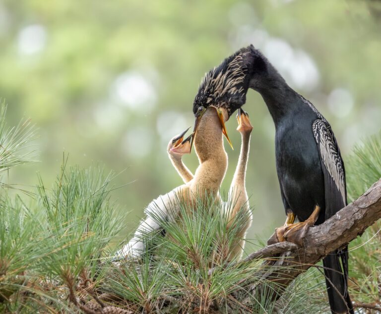 Come and Get It!, Callawassie Island, SC. Wildlife photograph by Jackie Schletter, finalist in the Shoot The Frame Wildlife photography award, June 2023