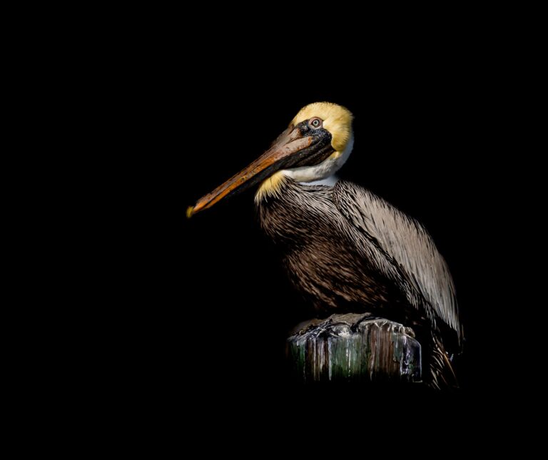 Pelican Portrait, Skull Creek Dr, Hilton Head Island, SC 29926, USA. Wildlife photograph by Jackie Schletter, finalist in the Shoot The Frame Wildlife photography award, June 2023