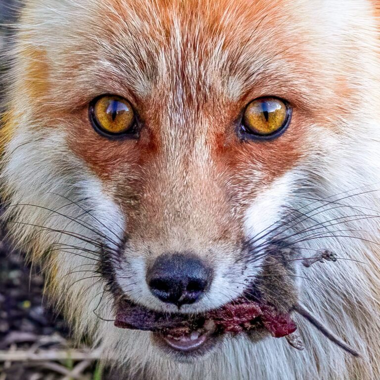Red Fox After the Hunt, Yellowstone National Park, WY 82190, USA. Wildlife photograph by Kelly Corey, finalist in the Shoot The Frame Wildlife photography award, June 2023