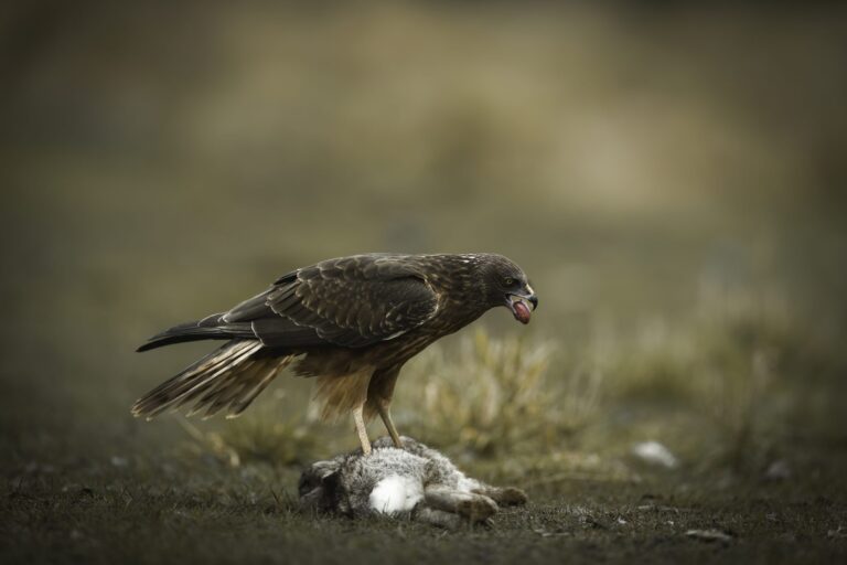 Hawk feeding, New Zealand. Wildlife photograph by Kim Free, finalist in the Shoot The Frame Wildlife photography award, June 2023