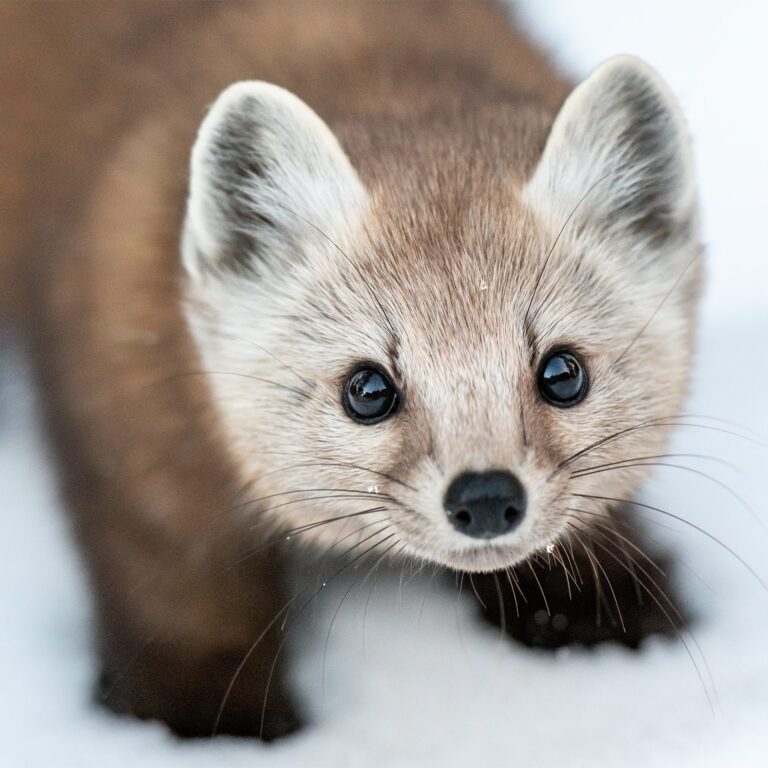 Cutie Marten. Wildlife photograph by Leeian Dai, finalist in the Shoot The Frame Wildlife photography award, June 2023