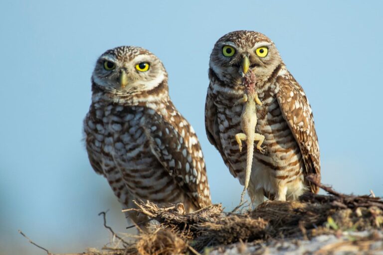 The Gift, Lee County, Florida. Wildlife photograph by Timothy Smith, finalist in the Shoot The Frame Wildlife photography award, June 2023