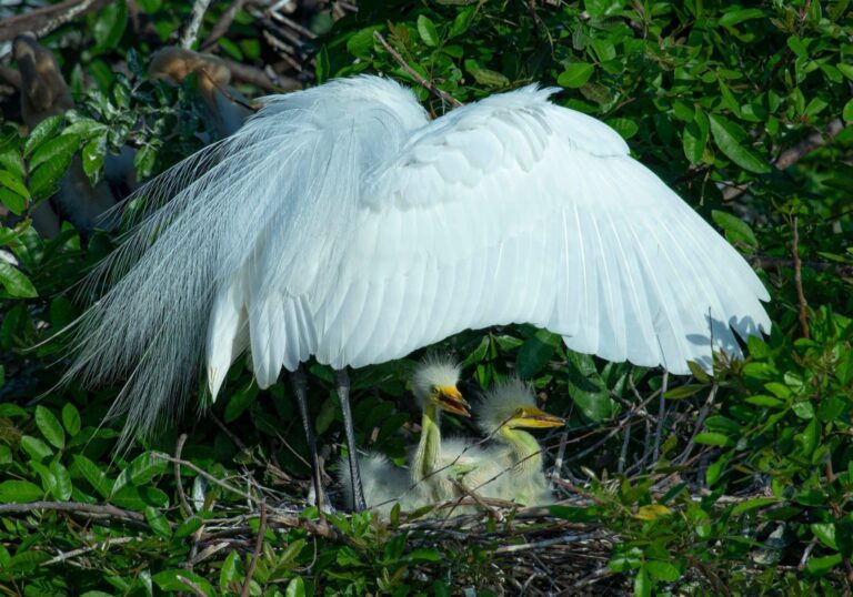 Egret Umbrella, venice, Florida. Wildlife photograph by Timothy Smith, winner of the Shoot The Frame Wildlife photography award, June 2023