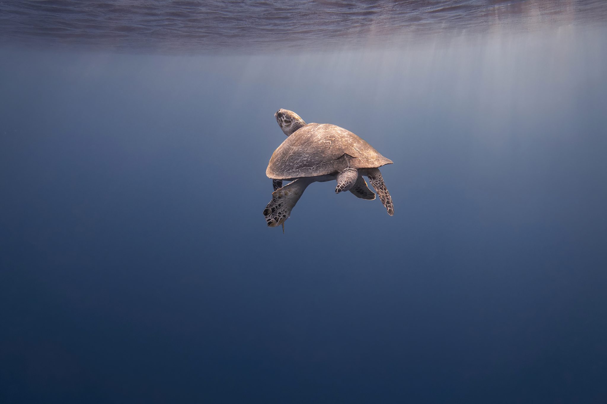 Hawksbill Turtle, Coming Up for Air, Makadi Bay, Egypt. Wildlife photograph by Alison Middleton, finalist in the Shoot The Frame Wildlife photography award, July 2023