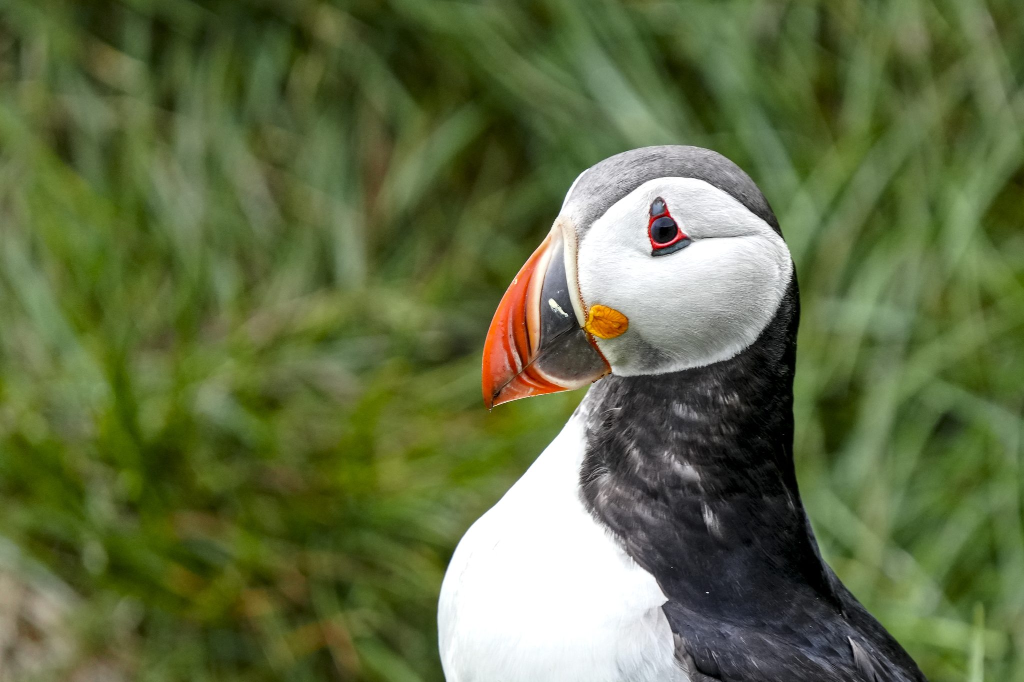 Puffin Portrait, Iceland. Wildlife photograph by Allegra Rumbough, finalist in the Shoot The Frame Wildlife photography award, July 2023