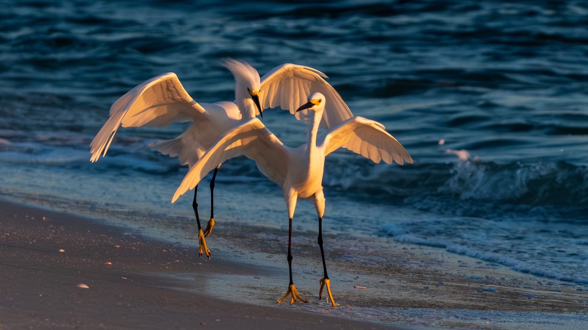 Fishing is serious business, Naples, FL, USA. Wildlife photograph by Jeffery Cullman, finalist in the Shoot The Frame Wildlife photography award, July 2023