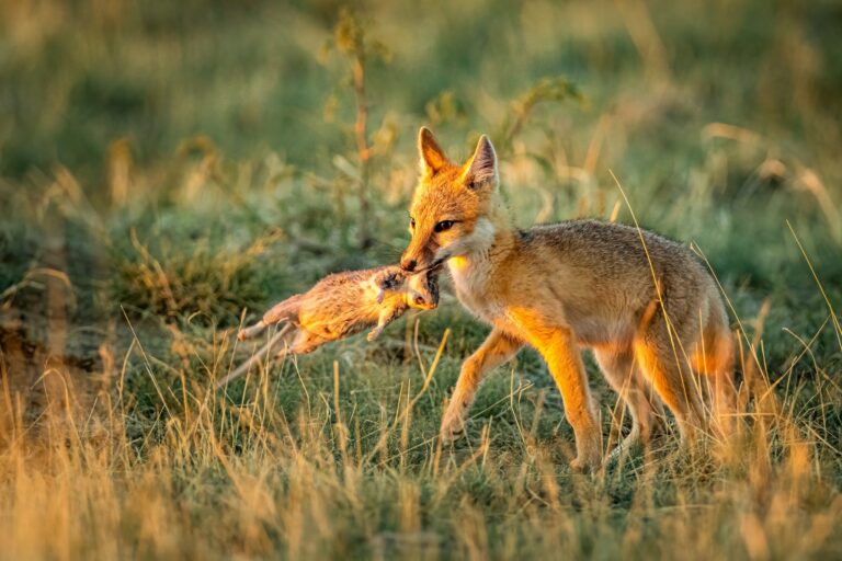Swift Fox with Wood Rat, Great Plains of Colorado, USA. Wildlife photograph by Shane Morrison, finalist in the Shoot The Frame Wildlife photography award, July 2023