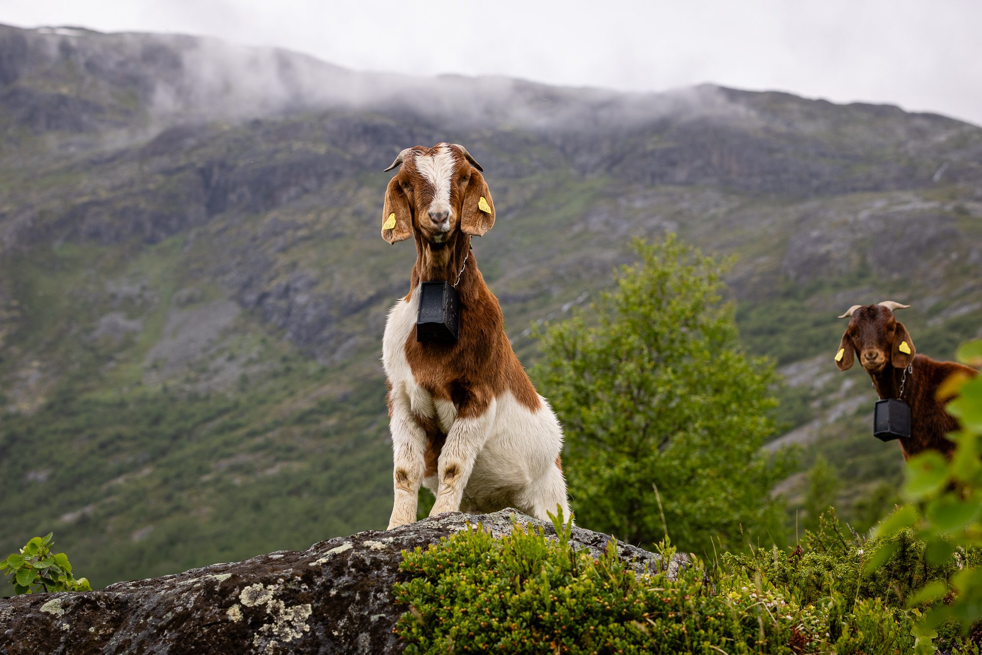 Hey there, Å, Norway. Wildlife photograph by Wendy Coombes, finalist in the Shoot The Frame Wildlife photography award, July 2023