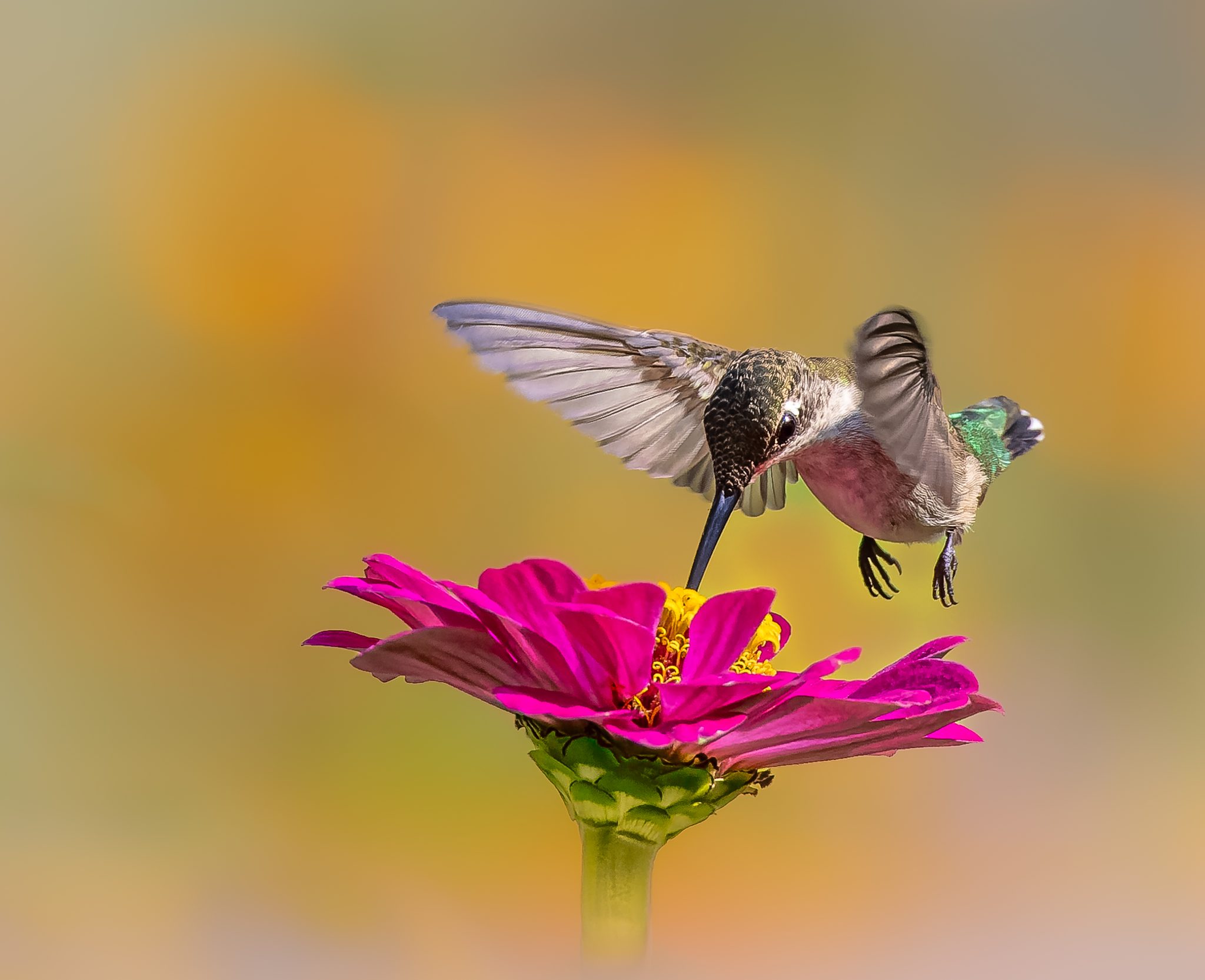 The Nectar Bar, Callawassie Island, SC. Wildlife photograph by Jackie Schletter, winner of the Shoot The Frame Wildlife photography award, July 2023