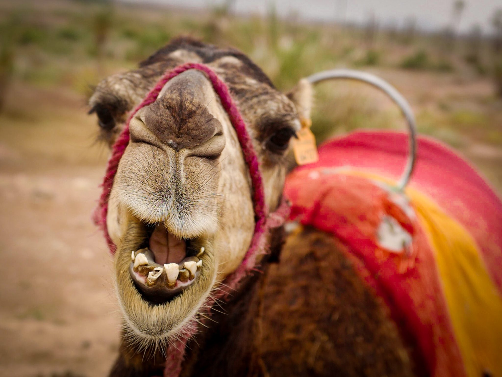 The camel smile, Marrakech, Maroc. Wildlife photograph by Aymeric Lubot, finalist in the Shoot The Frame Wildlife photography award, August 2023