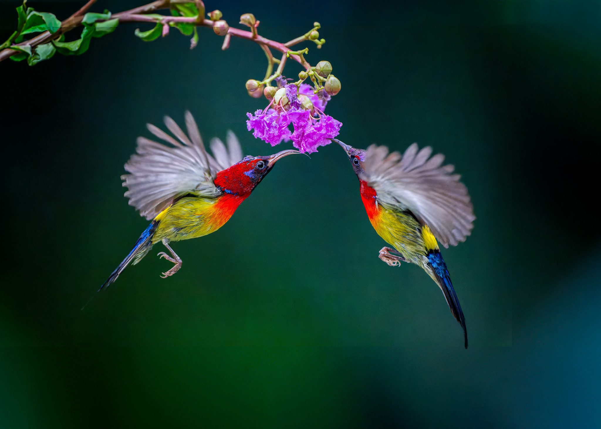 Lovely Sunbirds, China. Wildlife photograph by ChanOnn Fong, finalist in the Shoot The Frame Wildlife photography award, August 2023