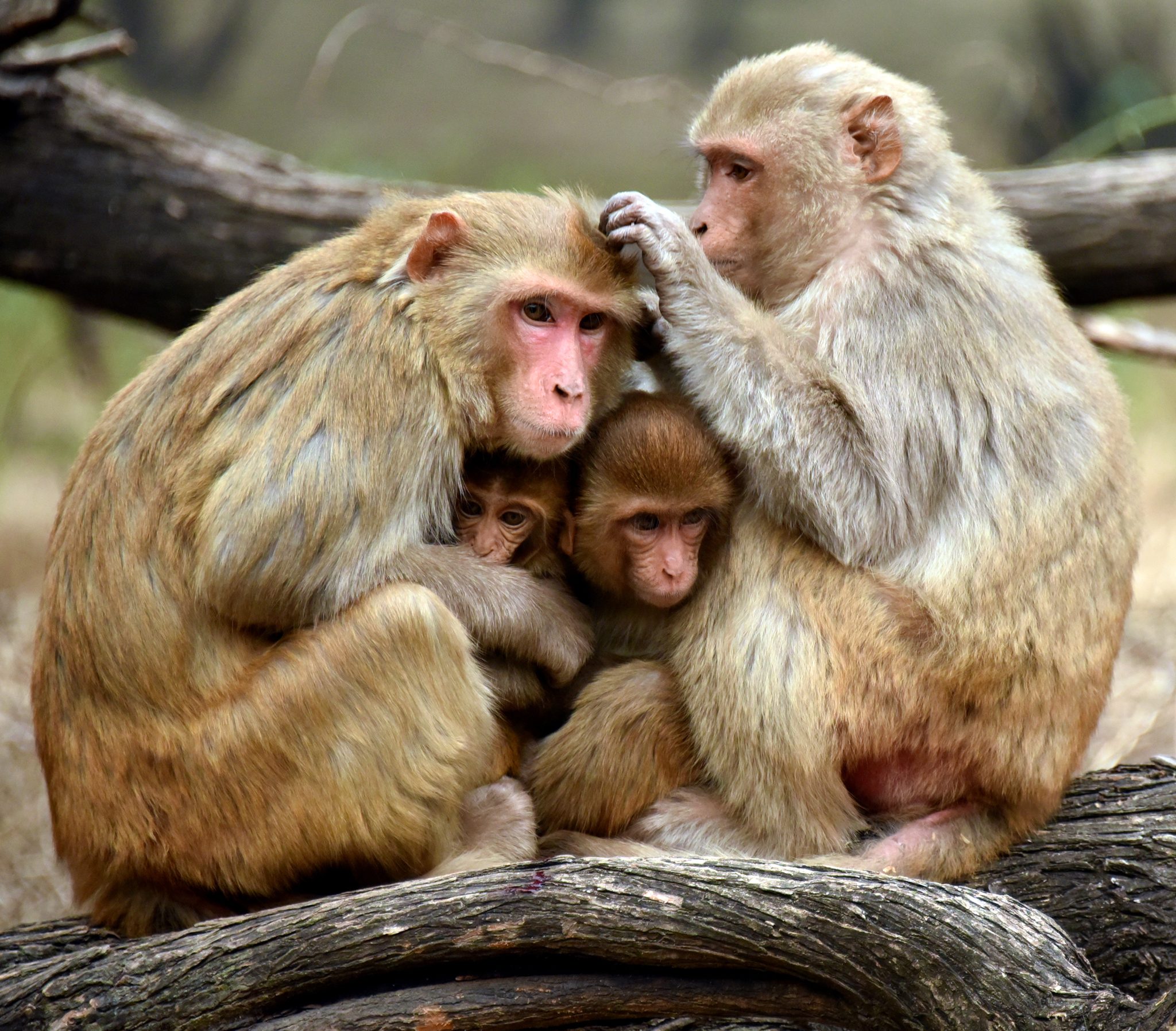 The Family, Nepal. Wildlife photograph by Cyndy Beardsley, finalist in the Shoot The Frame Wildlife photography award, August 2023