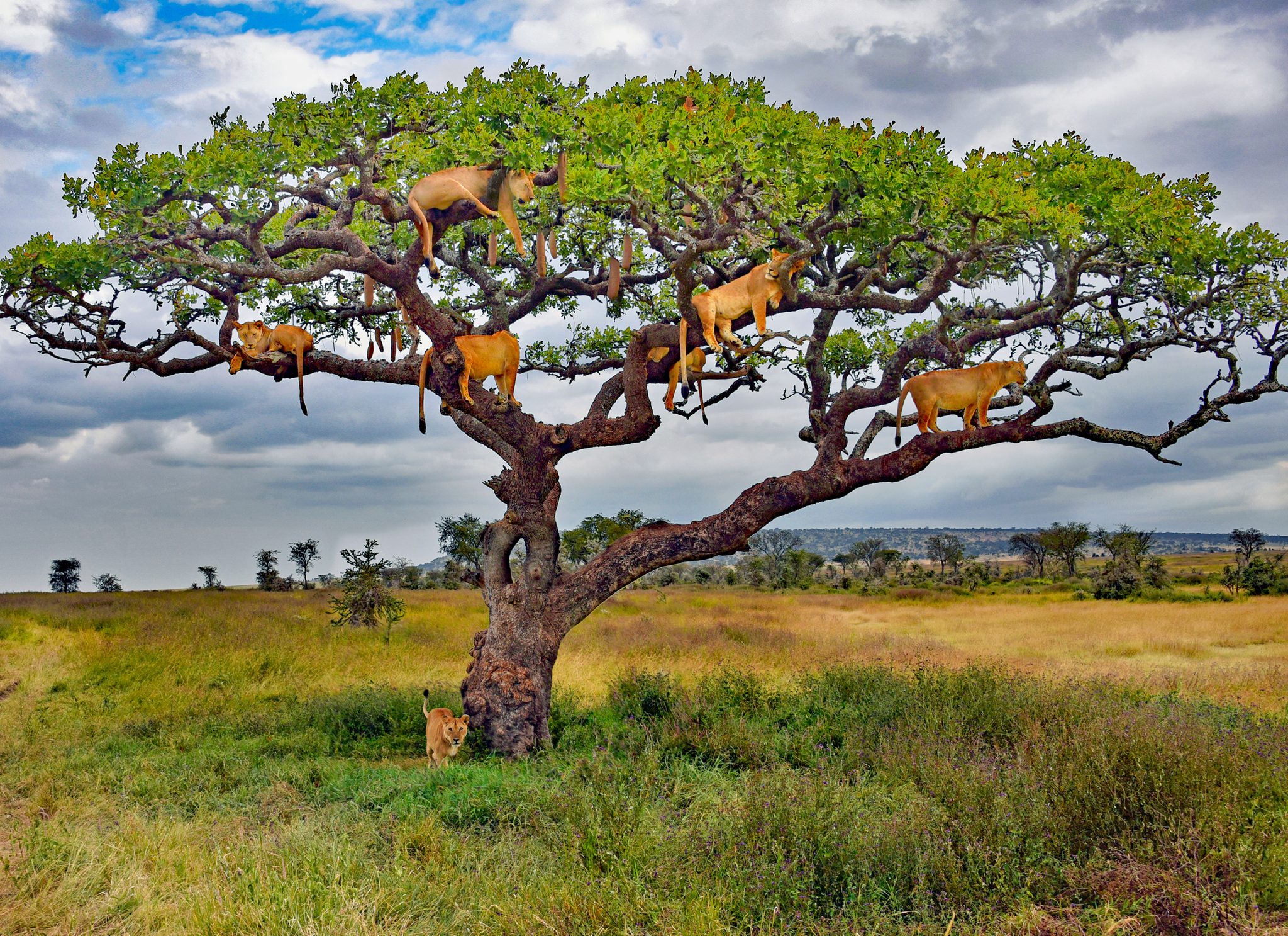 Lions do Climb Trees, Tanzania. Wildlife photograph by Cyndy Beardsley, finalist in the Shoot The Frame Wildlife photography award, August 2023