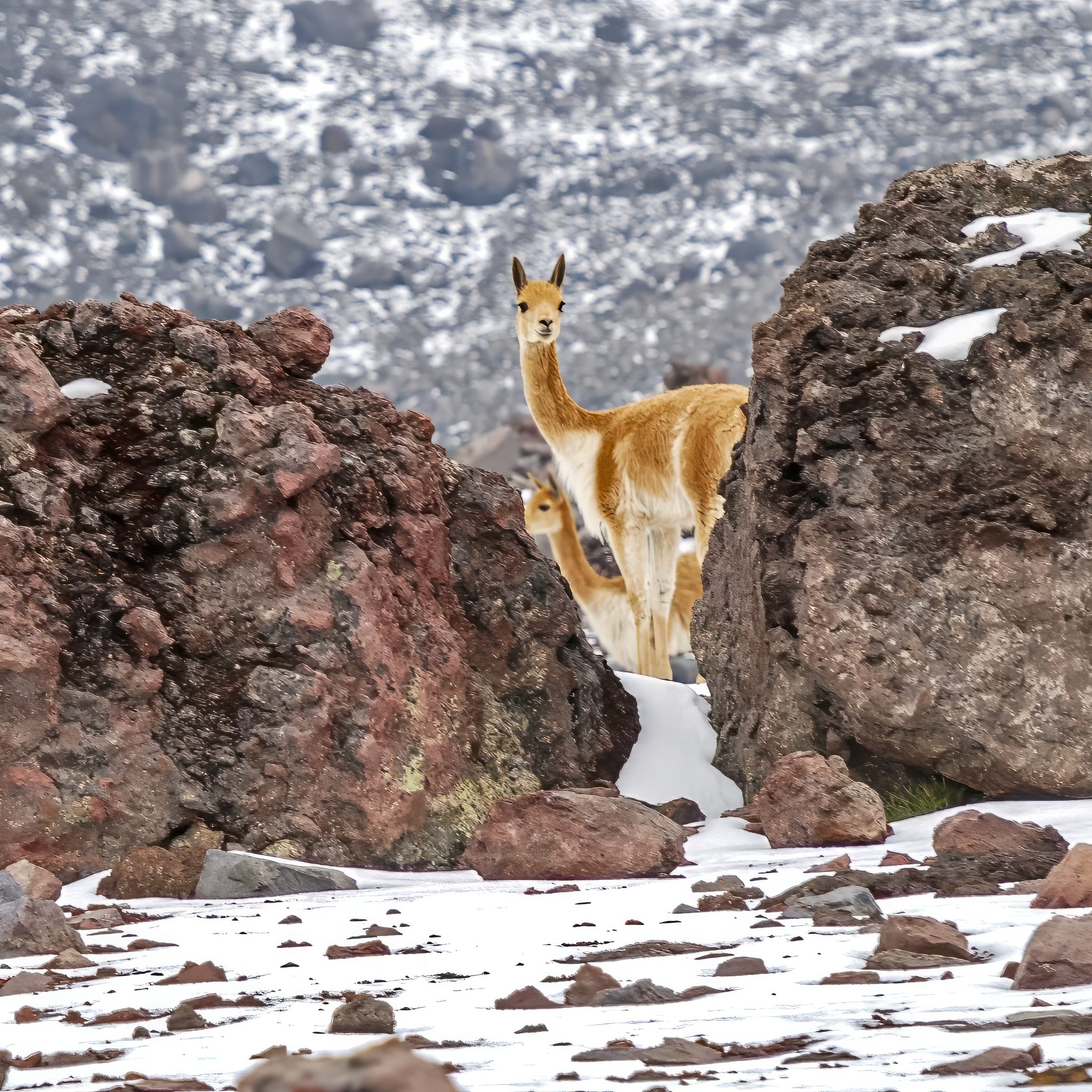 Vicugnas in the snowy rocks of the Chimborazo volcano, Chimborazo, Riobamba, Équateur. Wildlife photograph by Henri Leduc, finalist in the Shoot The Frame Wildlife photography award, August 2023