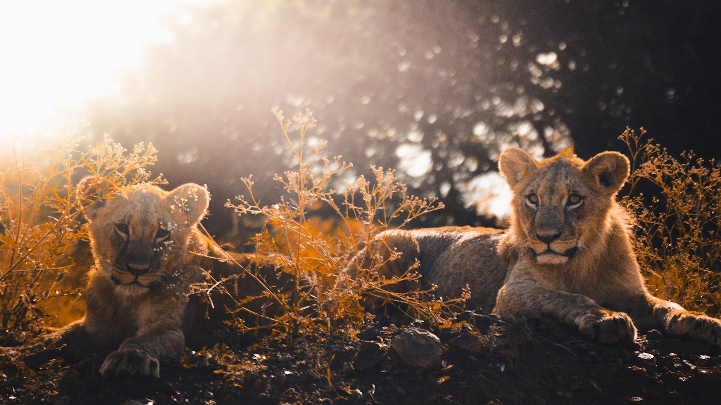 Waiting for Mama, National Park, Nairobi, Kenya. Wildlife photograph by Roshni Shastri, finalist in the Shoot The Frame Wildlife photography award, August 2023