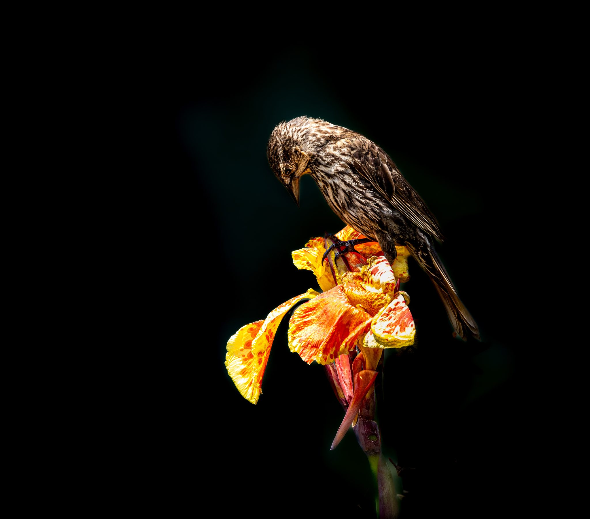 Pensive, Callawassie Island, SC. Wildlife photograph by Jackie Schletter, finalist in the Shoot The Frame Wildlife photography award, September 2023