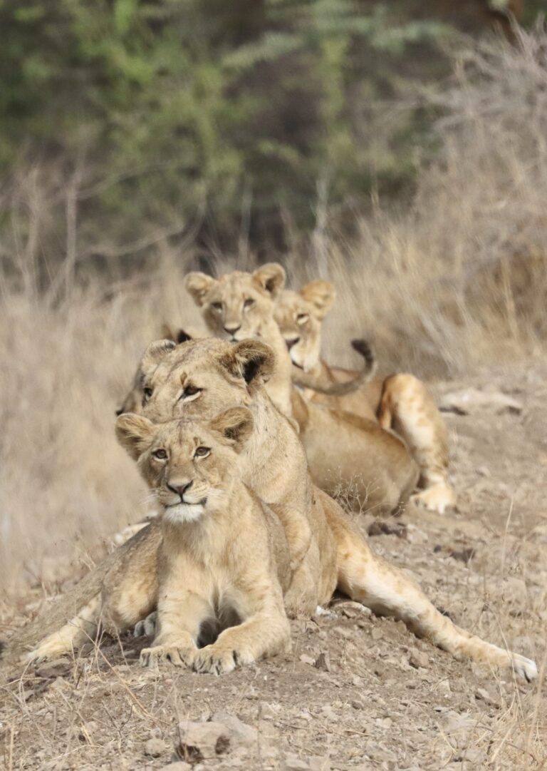 Family photo, Nairobi, Kenya. Wildlife photograph by Ofir Drori, finalist in the Shoot The Frame Wildlife photography award, September 2023