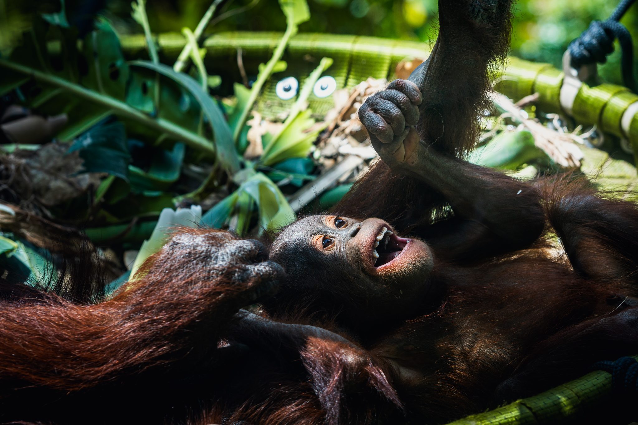 Mumma and Baby Bornean orangutan, Auckland, New Zealand. Wildlife photograph by Jessica Barnes, finalist in the Shoot The Frame Wildlife photography award, October 2023