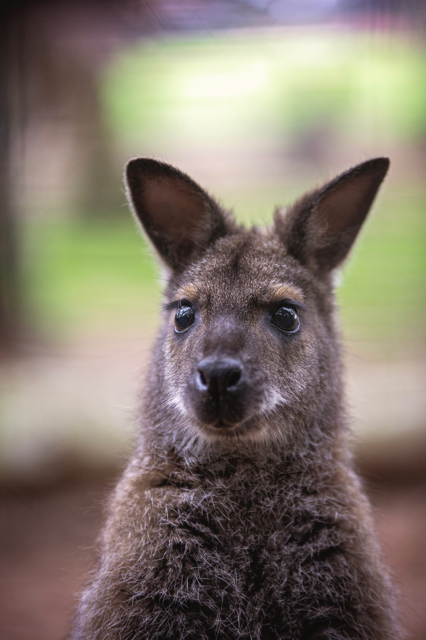 Wallaby. Wildlife photograph by Paul Hamblin, finalist in the Shoot The Frame Wildlife photography award, October 2023