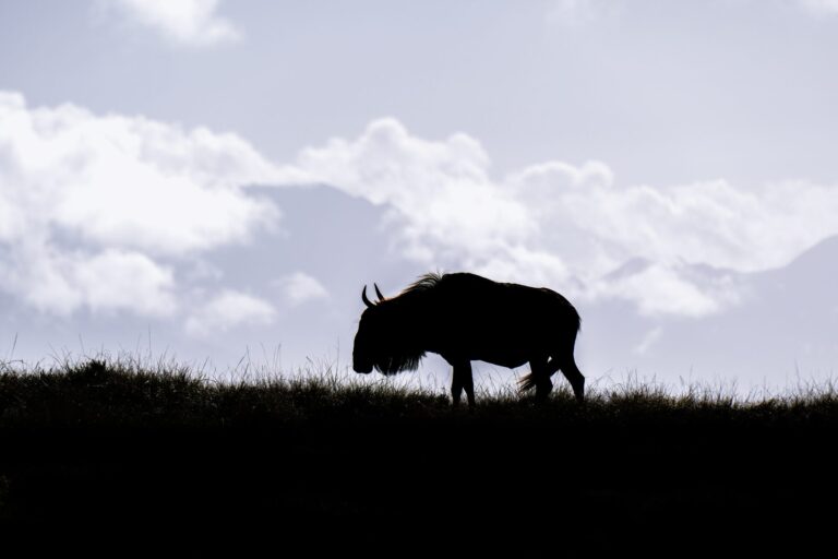 Wildebeest Silhouette, Gondwana Game Lodge. Wildlife photograph by Alan Jonker, finalist in the Shoot The Frame Wildlife photography award, November 2023