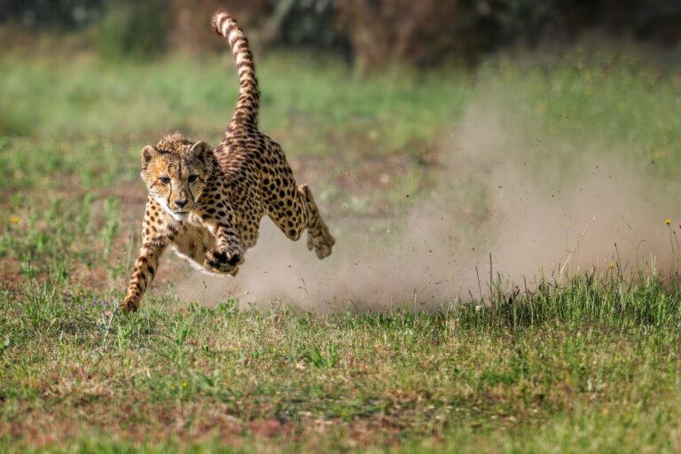 Cheetah in full flight, Asia Sanctuary. Wildlife photograph by Alan Jonker, finalist in the Shoot The Frame Wildlife photography award, December 2023