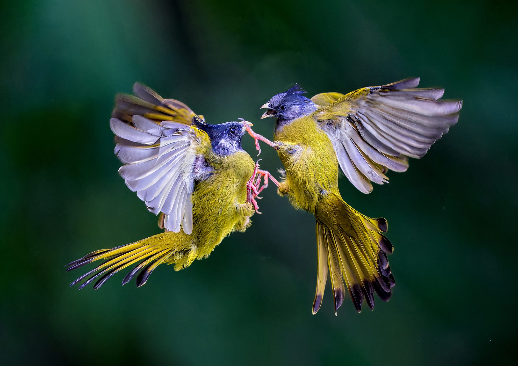 Collarded Finchbills, Chinatown, London W1D 5QA, UK. Wildlife photograph by ChanOnn Fong, finalist in the Shoot The Frame Wildlife photography award, December 2023