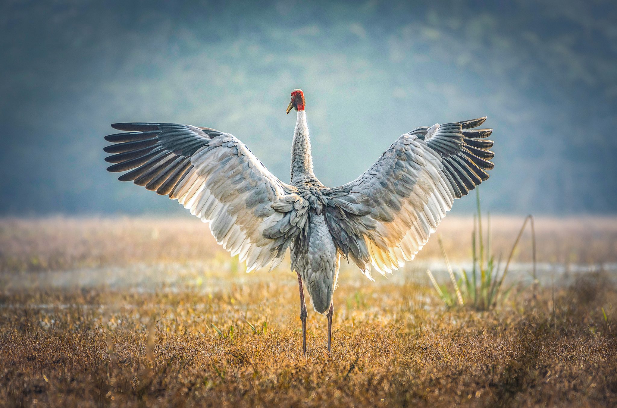 Wing Span, Bharatpur, India. Wildlife photograph by Santanu Majumder, finalist in the Shoot The Frame Wildlife photography award, December 2023