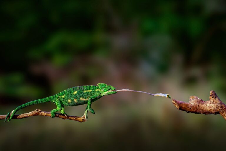 Indean green chameleon, Polo Forest Road, Bandhana, Gujarat 383460, India. Wildlife photograph by Dhruv Shilpi, winner of the Shoot The Frame Wildlife photography award, December 2023