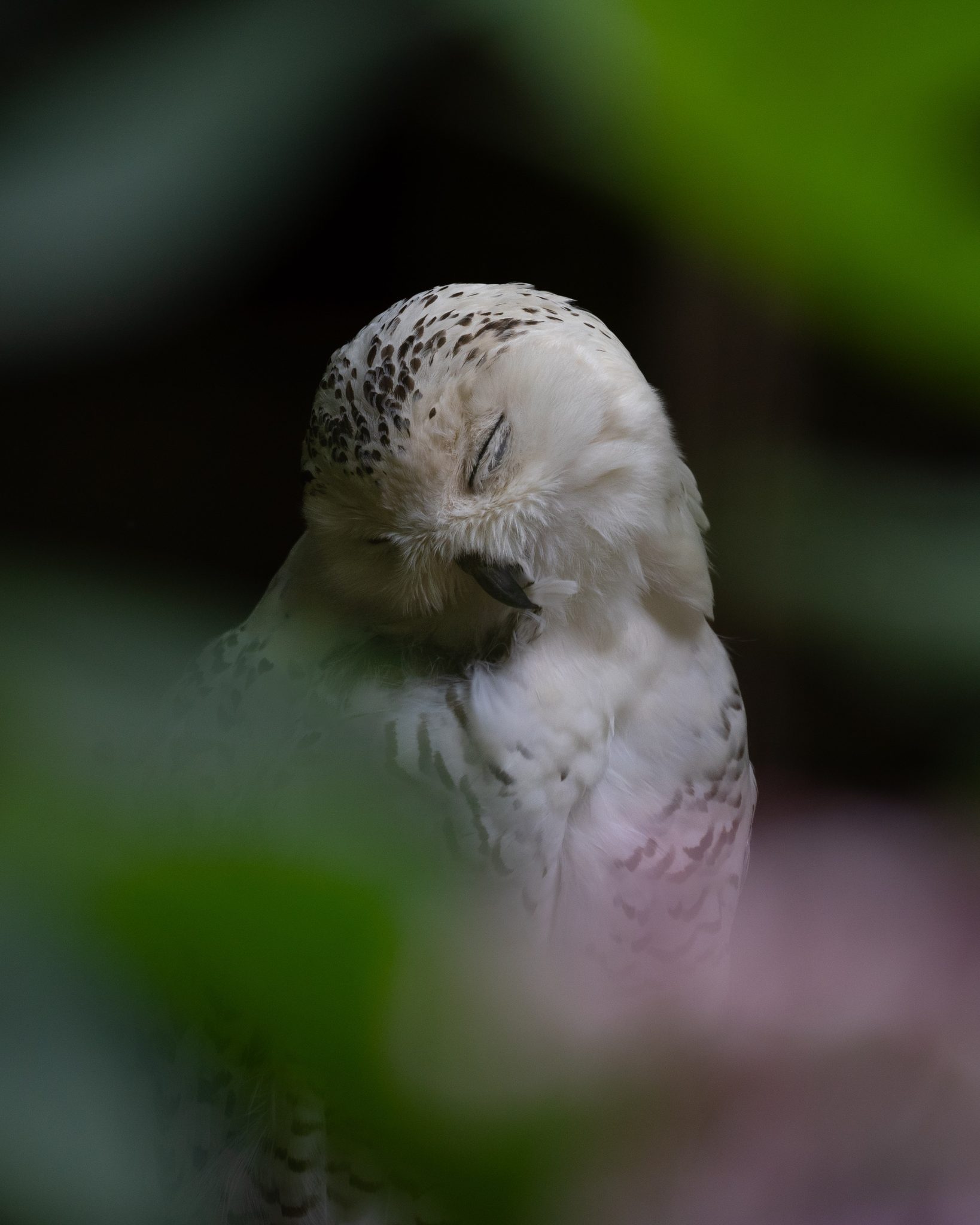 Snowy owl through the leaves, Stratford-upon-Avon CV37, UK. Wildlife photograph by Cameron Banbury, winner of the Shoot The Frame Wildlife photography award, January 2024