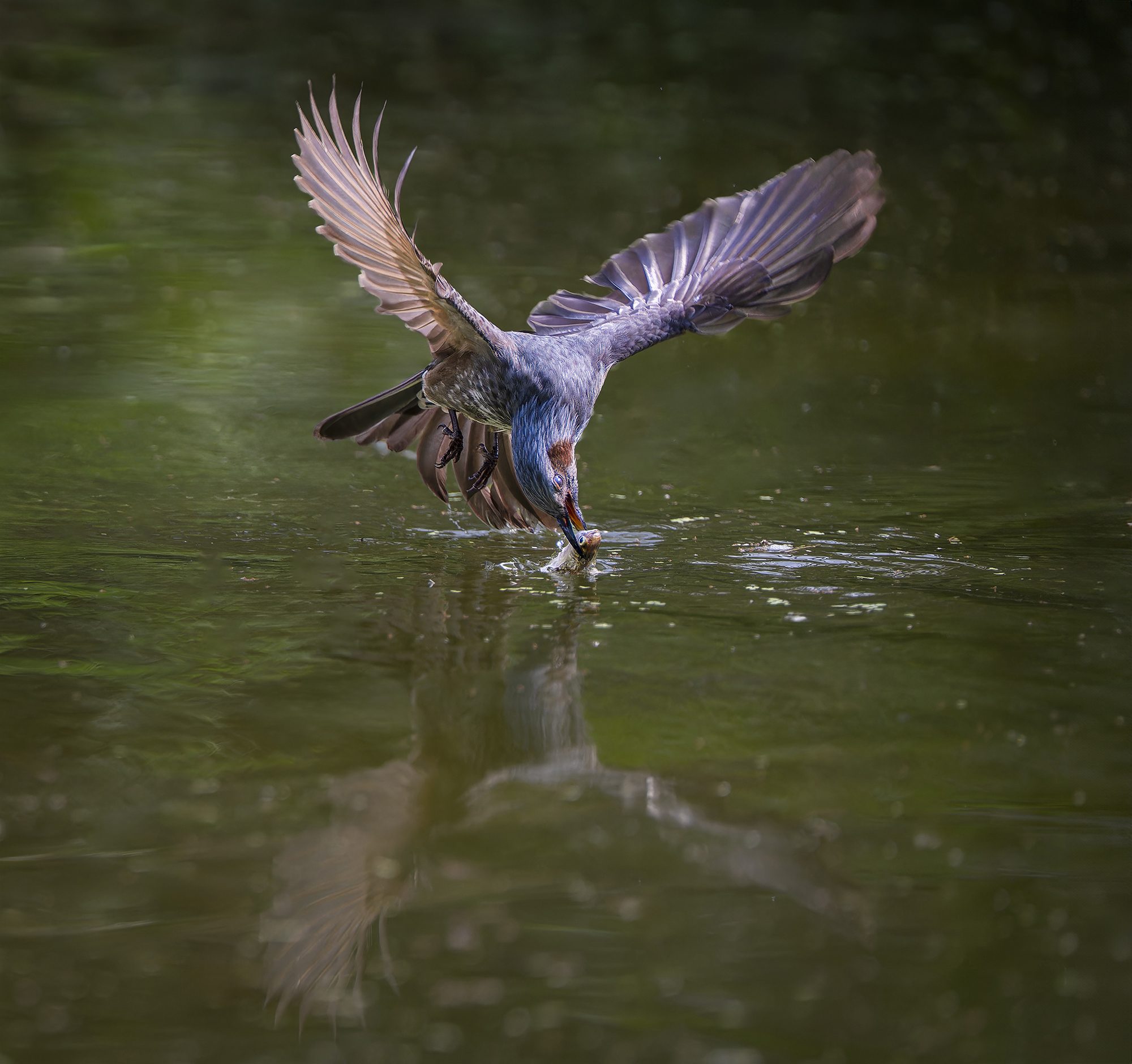 Blue-eared Bubul, China. Wildlife photograph by ChanOnn Fong, finalist in the Shoot The Frame Wildlife photography award, February 2024