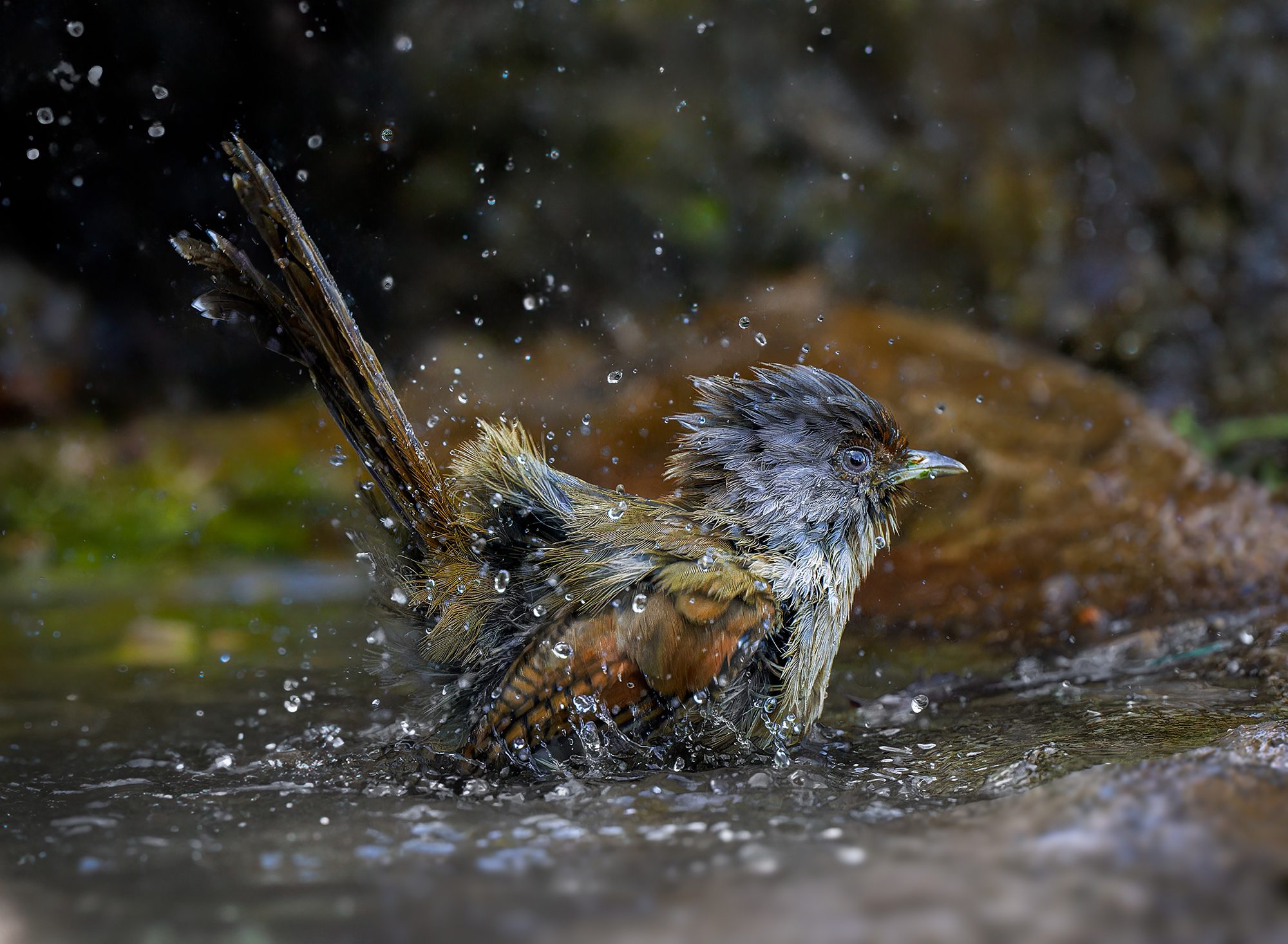 Barwing, China. Wildlife photograph by ChanOnn Fong, finalist in the Shoot The Frame Wildlife photography award, February 2024