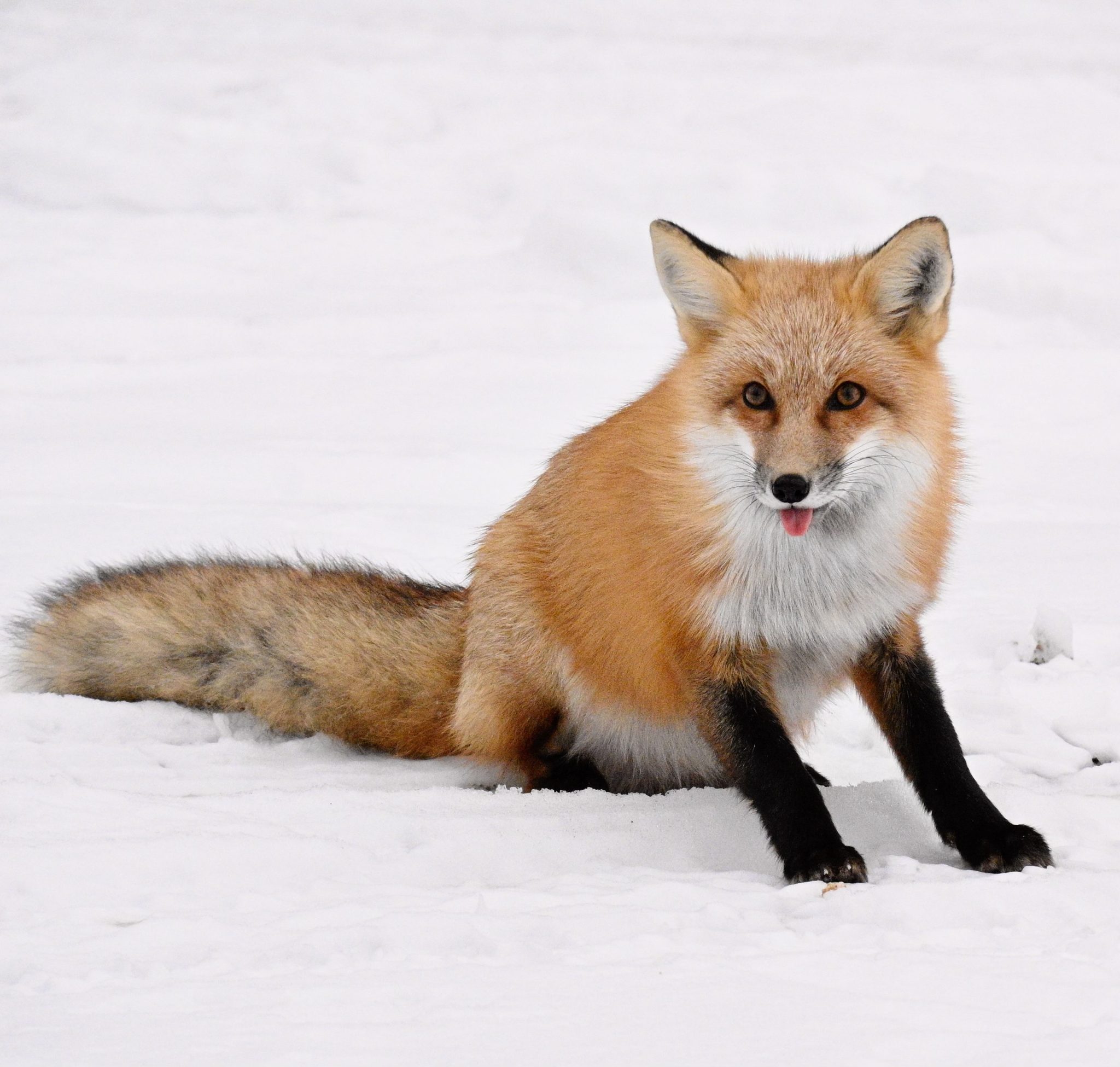 Winter Fox, Dryden, ON P0V, Canada. Wildlife photograph by Devon Stearns, finalist in the Shoot The Frame Wildlife photography award, February 2024