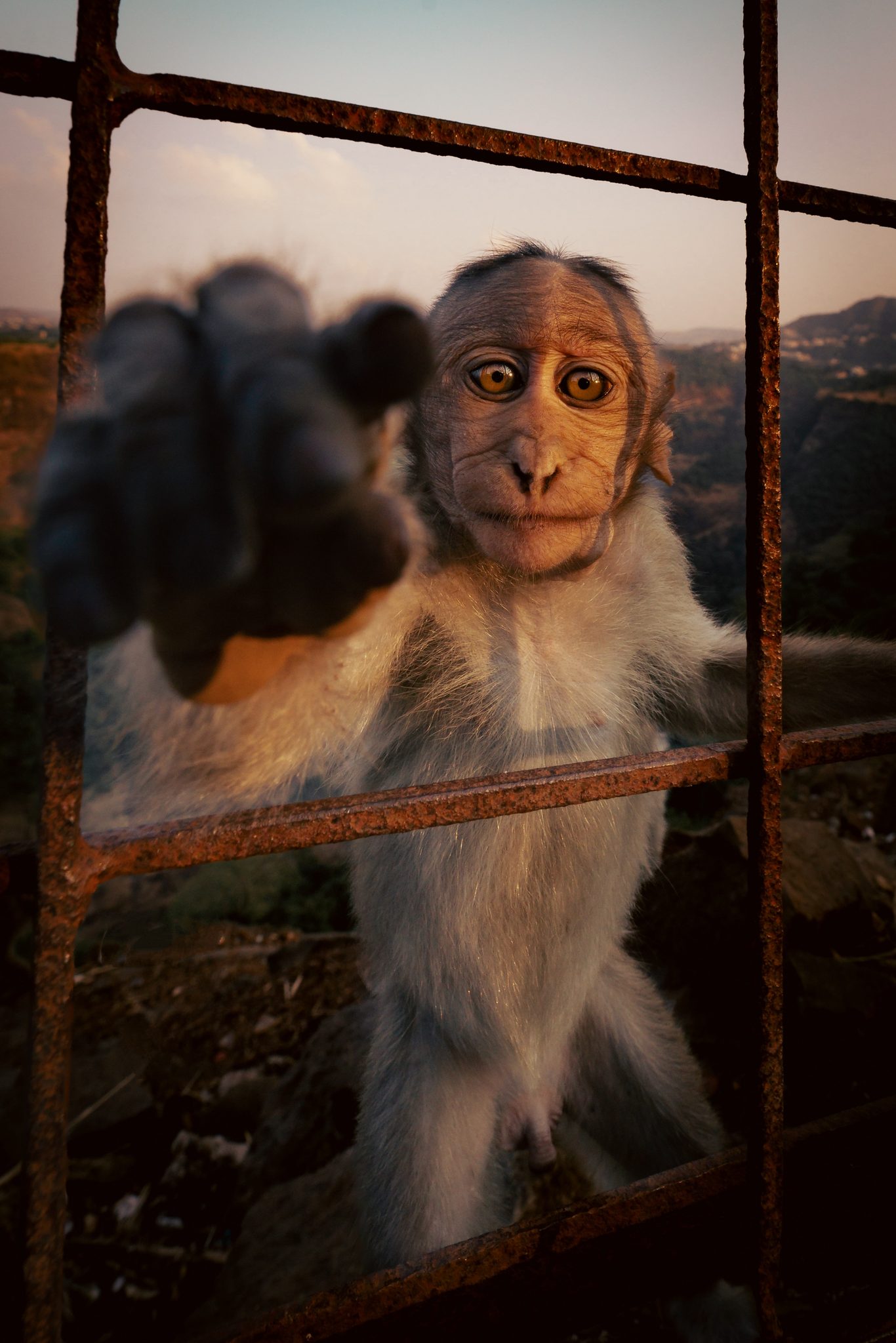 Is it you or just me?. Wildlife photograph by Tamukanashe Musengezi, winner of the Shoot The Frame Wildlife photography award, February 2024