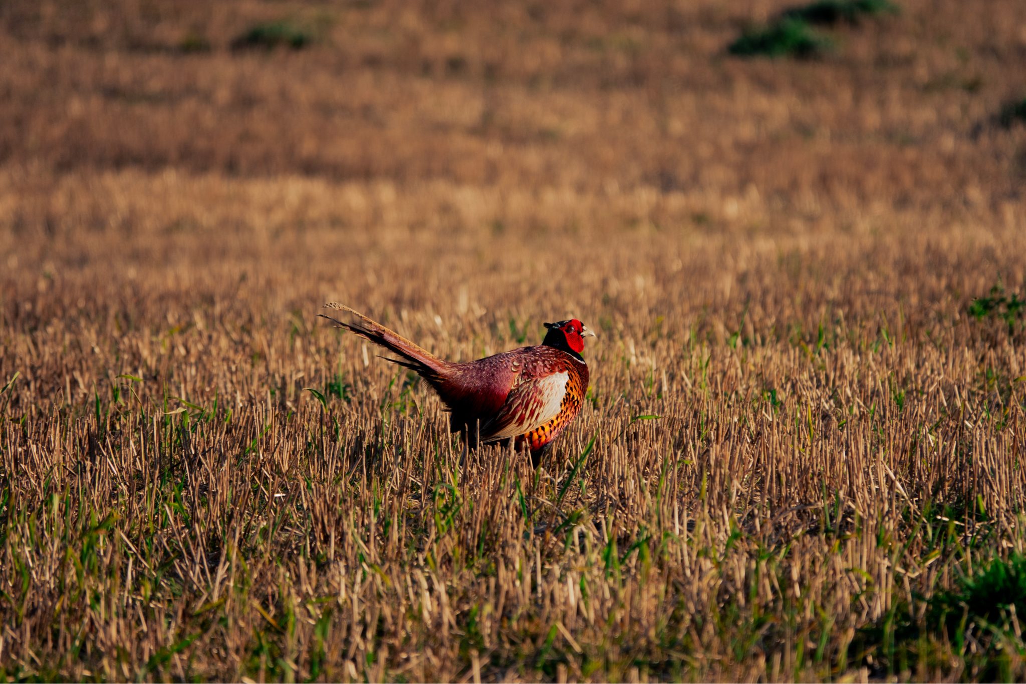 A Pheasants Evening Amble, Stranraer, UK. Wildlife photograph by Ashley McCulloch, finalist in the Shoot The Frame Wildlife photography award, March 2024