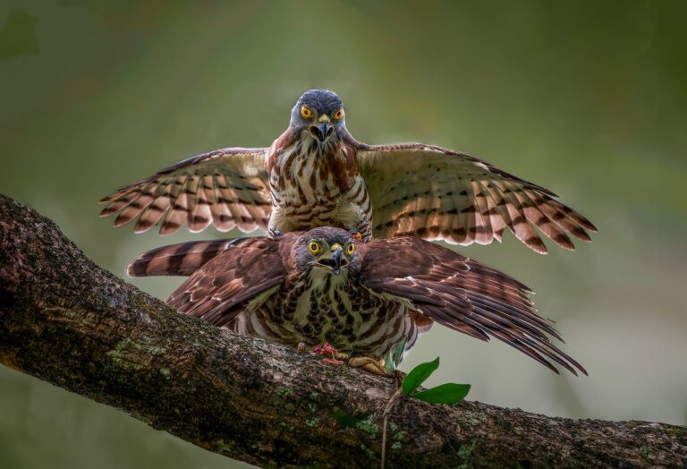 Mating, Malaysia. Wildlife photograph by ChanOnn Fong, finalist in the Shoot The Frame Wildlife photography award, March 2024