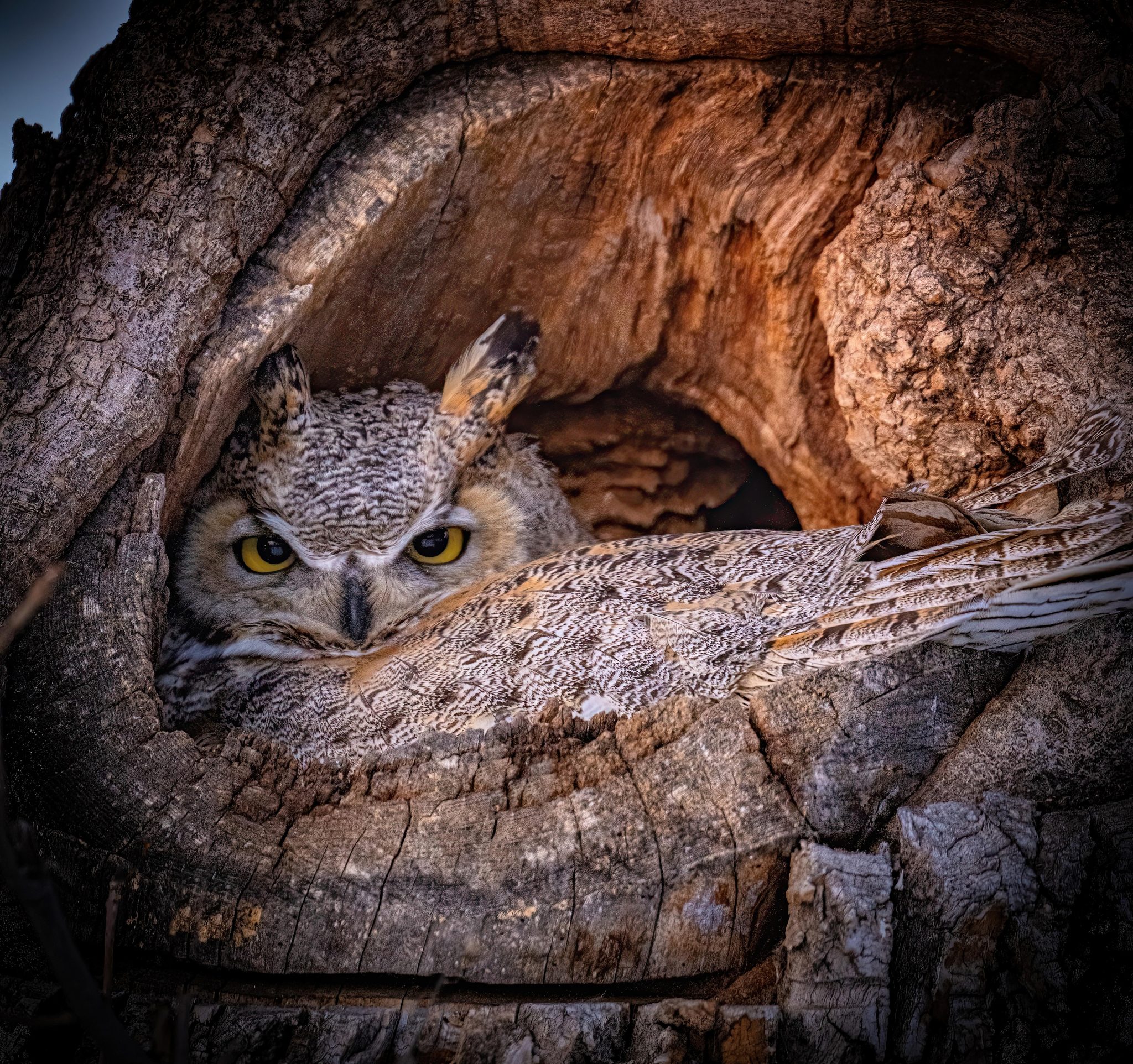 Great Horned Owl sitting on her nest, El Paso County, Colorado. Wildlife photograph by Jamie Johnston, finalist in the Shoot The Frame Wildlife photography award, March 2024
