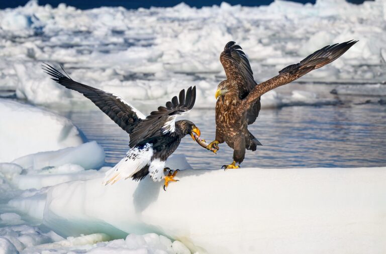 This is mine, Japan. Wildlife photograph by ChanOnn Fong, winner of the Shoot The Frame Wildlife photography award, March 2024