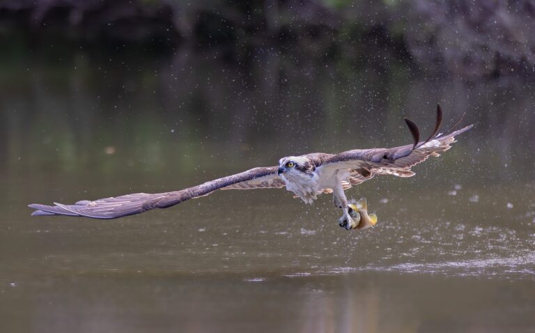 Element of Surprise, South Carolina, USA. Wildlife photograph by Jackie Schletter, winner of the Shoot The Frame Wildlife photography award, April 2024