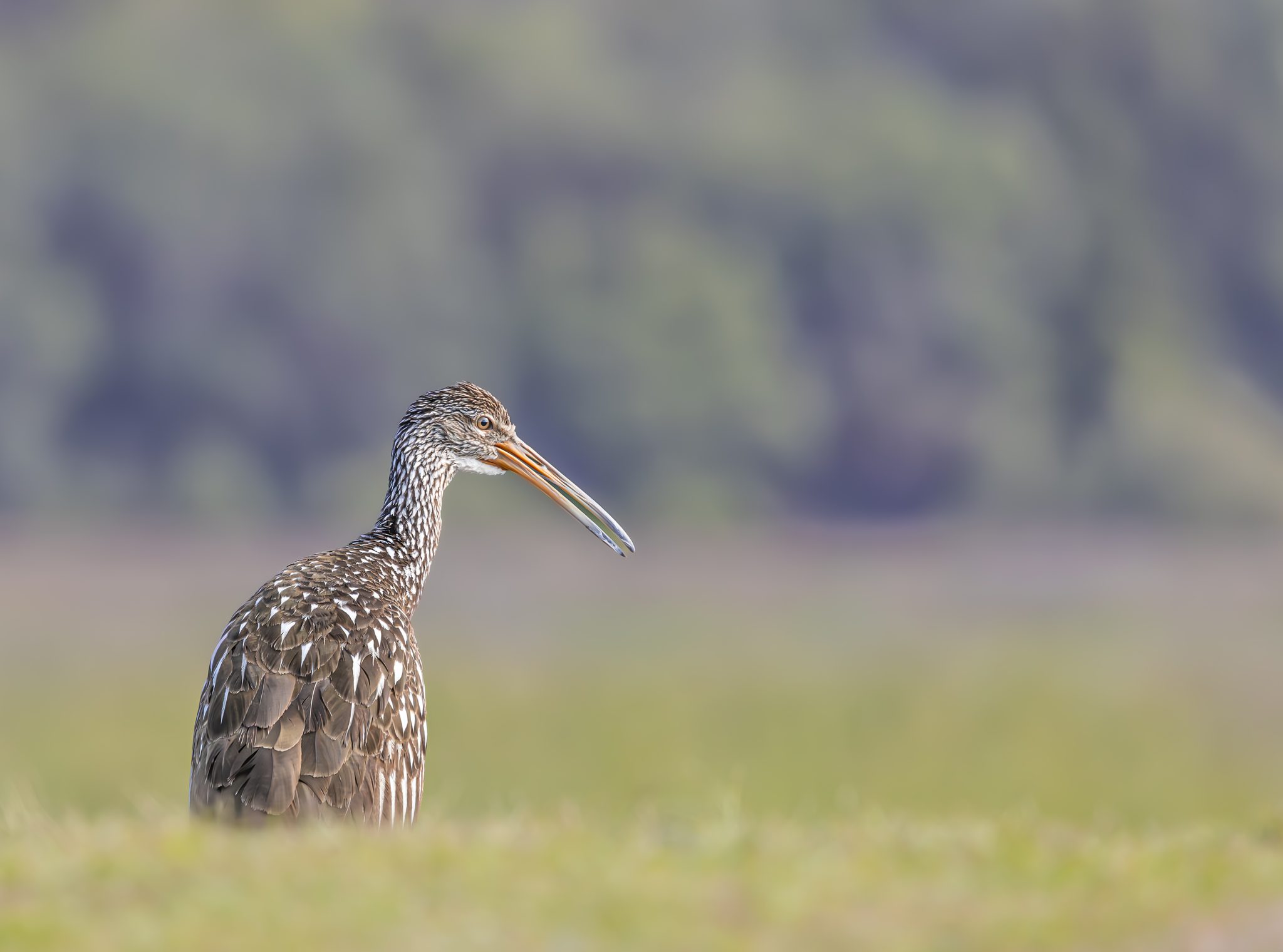 Lone Limpkin. Wildlife photograph by Jackie Schletter, finalist in the Shoot The Frame Wildlife photography award, May 2024
