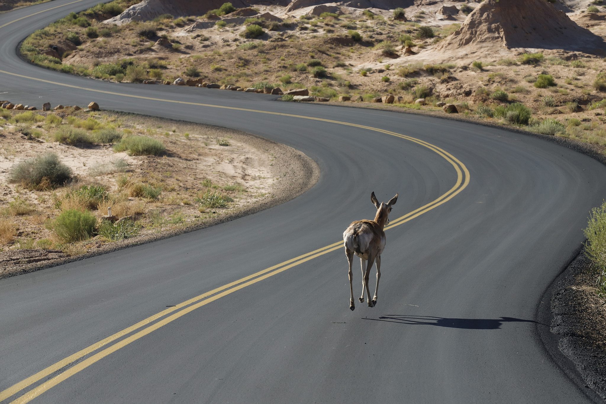 Wandering Path, Utah, USA. Wildlife photograph by Tianqi Liao, finalist in the Shoot The Frame Wildlife photography award, May 2024