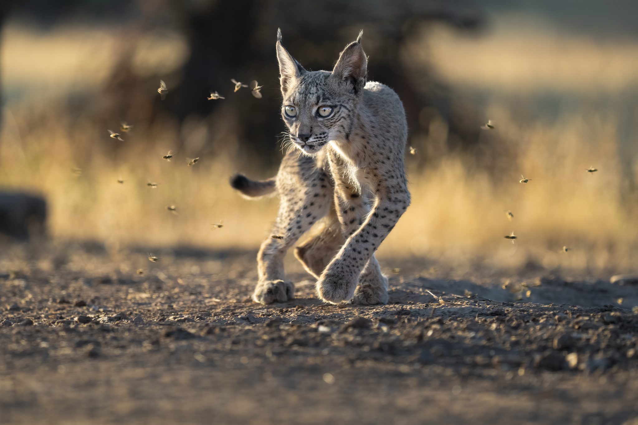 A moment of curiosity, Spain. Wildlife photograph by Alexandra Surkova, winner of the Shoot The Frame Wildlife photography award, May 2024