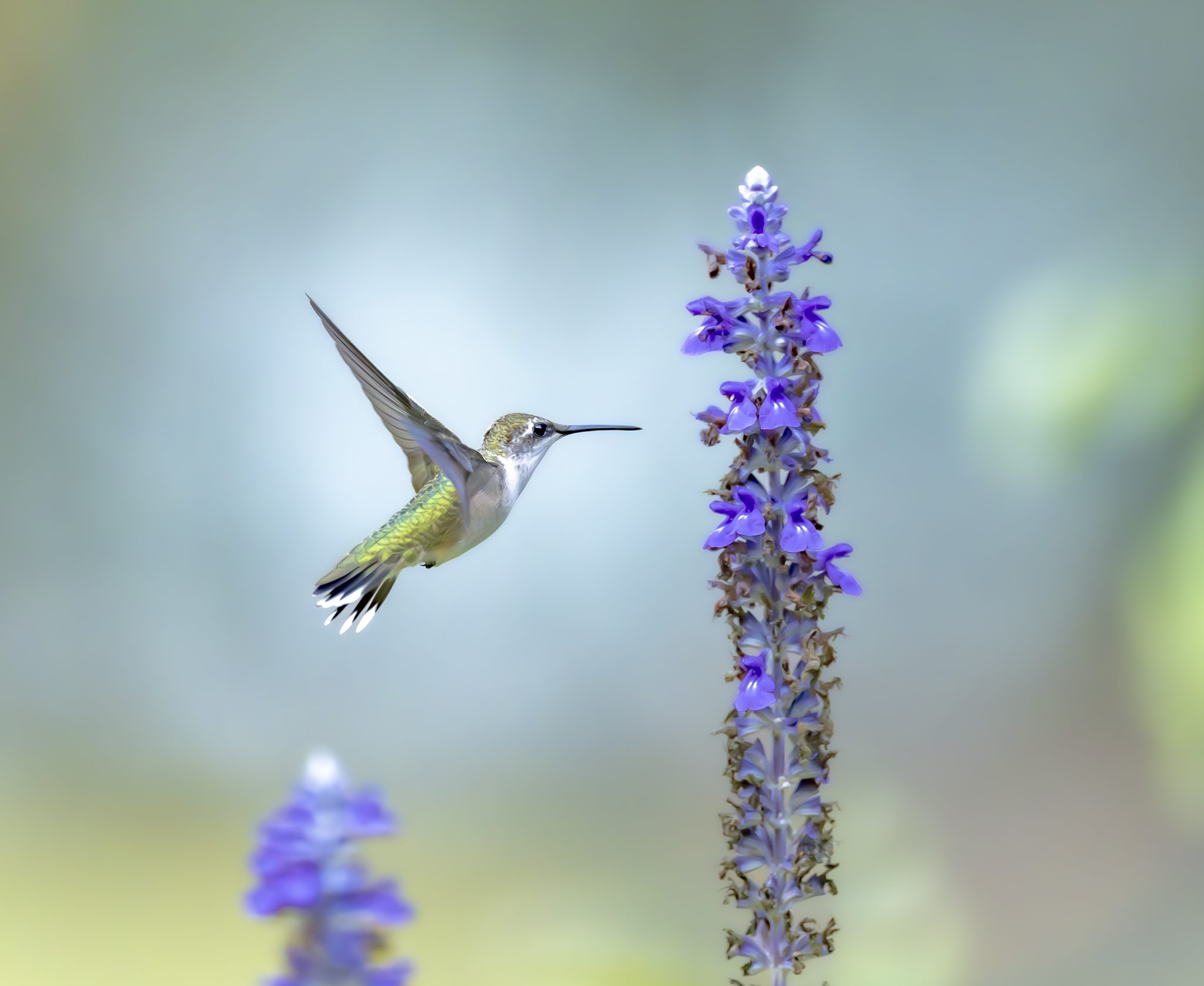 Humming in the Garden, SC-170, Beaufort, SC, USA. Wildlife photograph by Jackie Schletter, finalist in the Shoot The Frame Wildlife photography award, June 2024