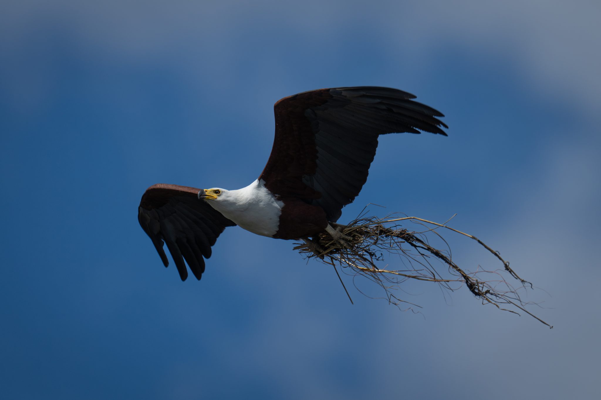 Nesting. Wildlife photograph by Nick Dale, finalist in the Shoot The Frame Wildlife photography award, June 2024